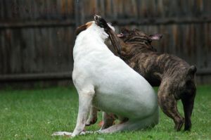 Dogs Playing